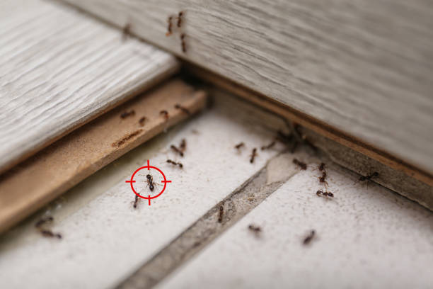 Best Rat Extermination Near Me  in Clermont, GA